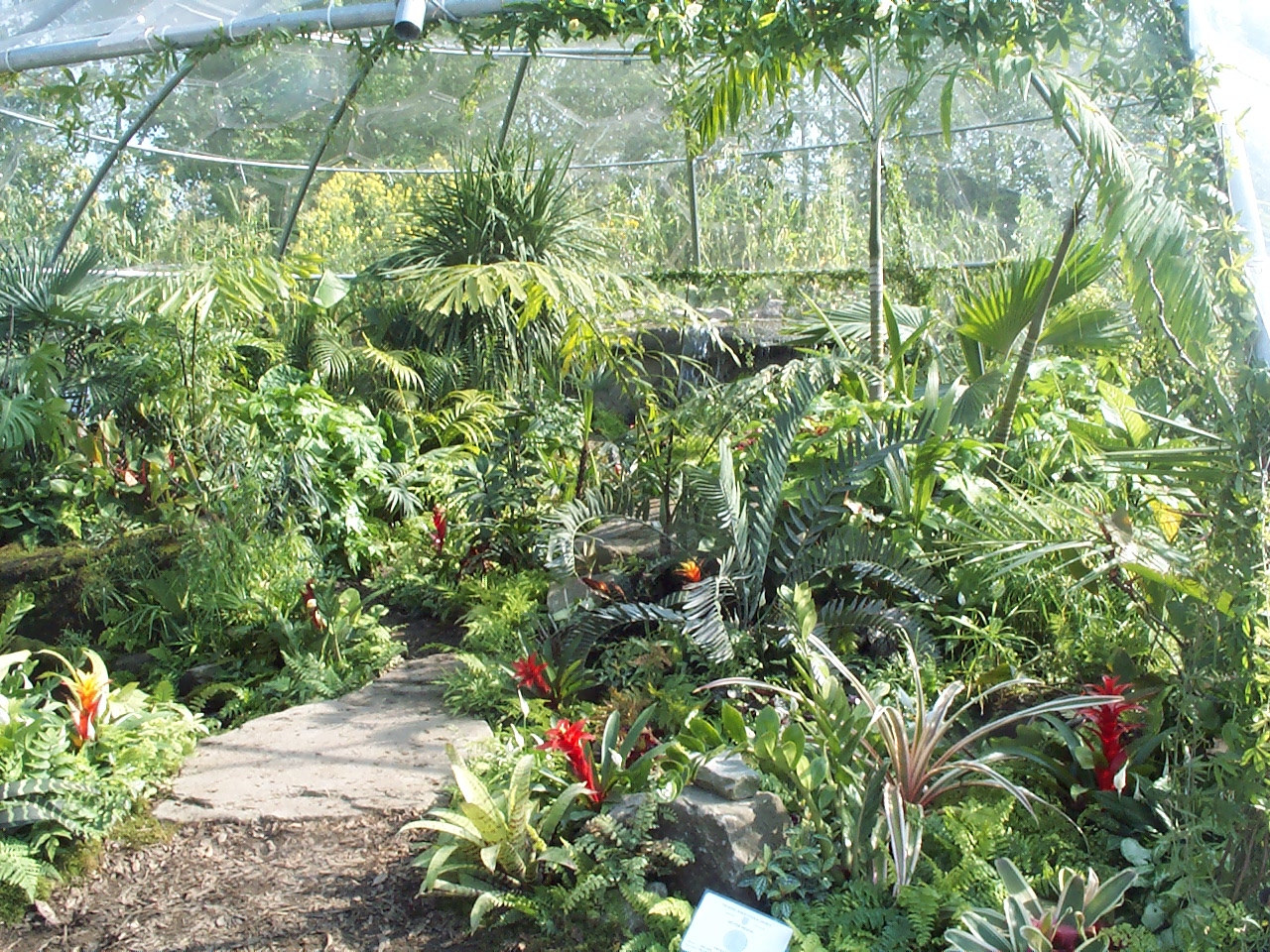 Tropical plants in the Eden dome